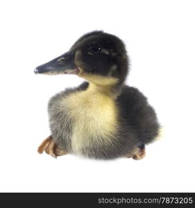 Funny black Duckling . Funny yellow and black Duckling age days. Isolated on white.