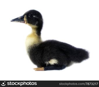 Funny black Duckling . Funny yellow and black Duckling age days. Isolated on white.