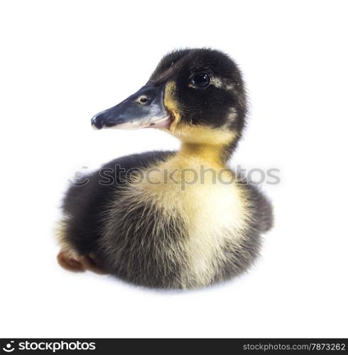 Funny black Duckling . Funny yellow and black Duckling age days. Isolated on white.