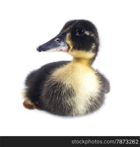 Funny black Duckling . Funny yellow and black Duckling age days. Isolated on white.
