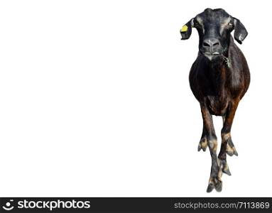 Funny black Goat isolated on white background. Goat with long ears standing full length cut out. Farm animals. Copy space.. Funny black Goat isolated on white background. Very funny white goat standing full length cut out. Farm animals. Copy space.