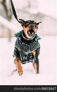 Funny Black Miniature Pinscher Zwergpinscher, Min Pin Dog Playing And Running Outdoor In Snow, Winter Season.