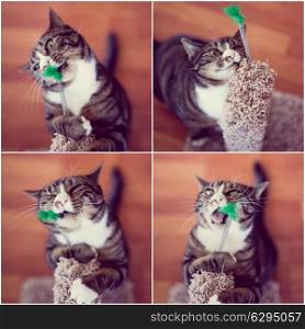 Funny cat collage