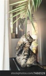 Funny cat playing with palm leaves in living room