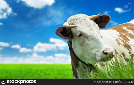 Funny cow on a green summer meadow