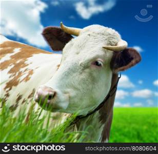 Funny cow on a green summer meadow