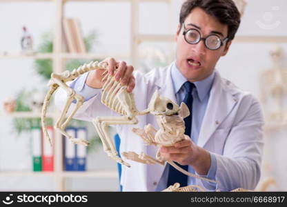 Funny crazy professor studying animal skeletons