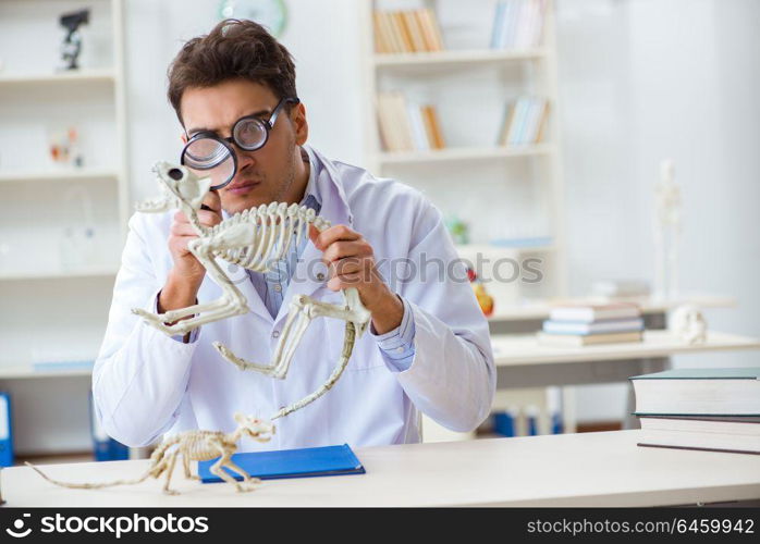 Funny crazy student doctor studying animal skeleton