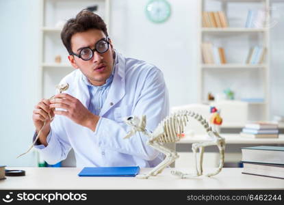 Funny crazy student doctor studying animal skeleton