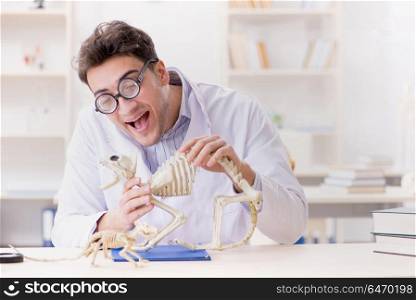 Funny crazy student doctor studying animal skeleton