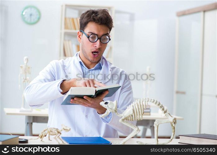 Funny crazy student doctor studying animal skeleton