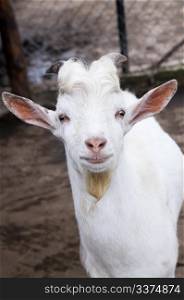 Funny cute goat at the farm. Portrait photo.