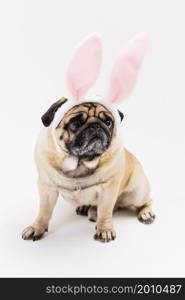 funny cute grim pug pink bunny ears