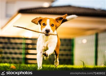 Funny Dog Beagle with a stick on a green gras during autumn runs towards camera in garden.. Dog Beagle with a stick on a green gras during autumn runs towards camera in garden.