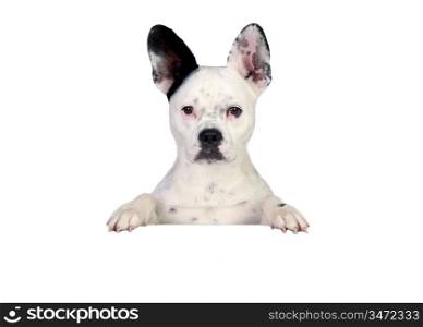 Funny dog black and white on white poster
