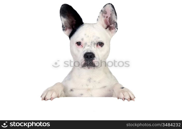 Funny dog black and white on white poster