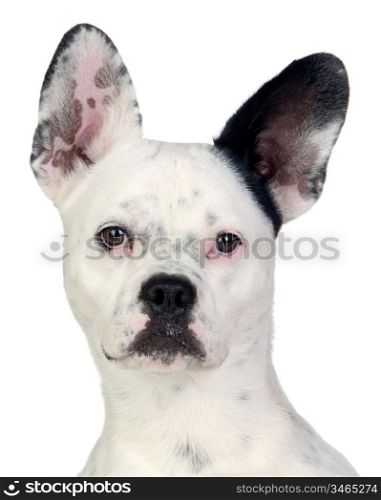 Funny dog black and white with big ears isolated