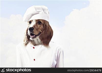 Funny dog dressed as a chef