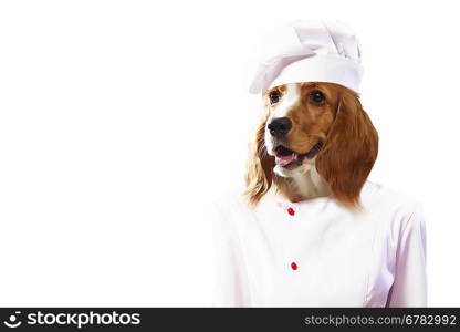 Funny dog dressed as a chef