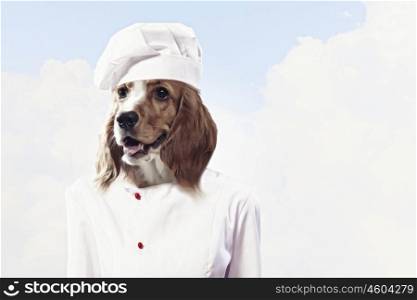 Funny dog ??dressed as a chef. Collage.