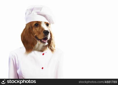 Funny dog ??dressed as a chef. Collage.