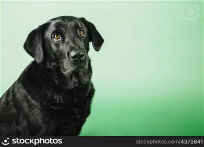 funny dog green background