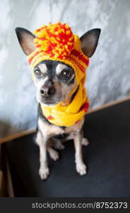 Funny dog in a hat and scarf, clothes for dogs in bad weather. Lovely, funny puppy 