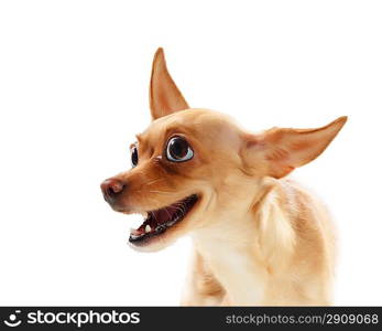 Funny dog portrait