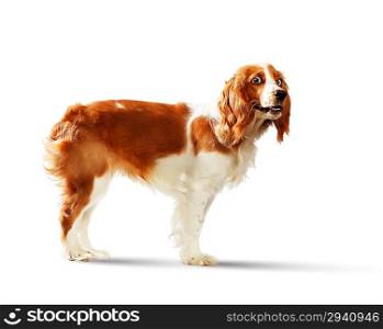 Funny dog portrait