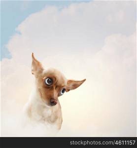 Funny dog portrait. Funny dog portrait on a light background. Collage.