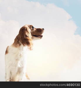 Funny dog portrait. Funny dog portrait on a light background. Collage.