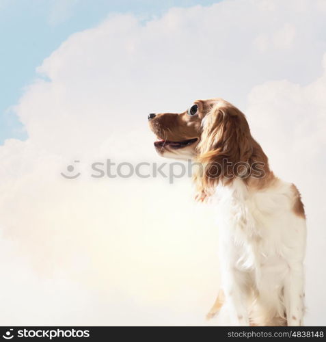 Funny dog portrait. Funny dog portrait on a light background. Collage.