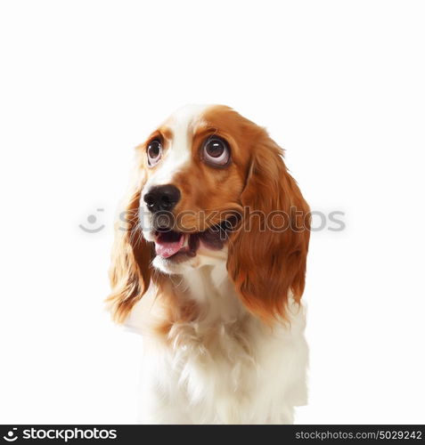 Funny dog portrait. Funny dog portrait on a light background. Collage.