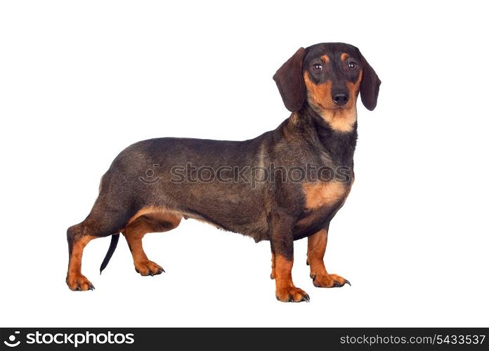 Funny dog teckel isolated on white background