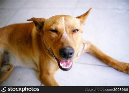 Funny dog with smile
