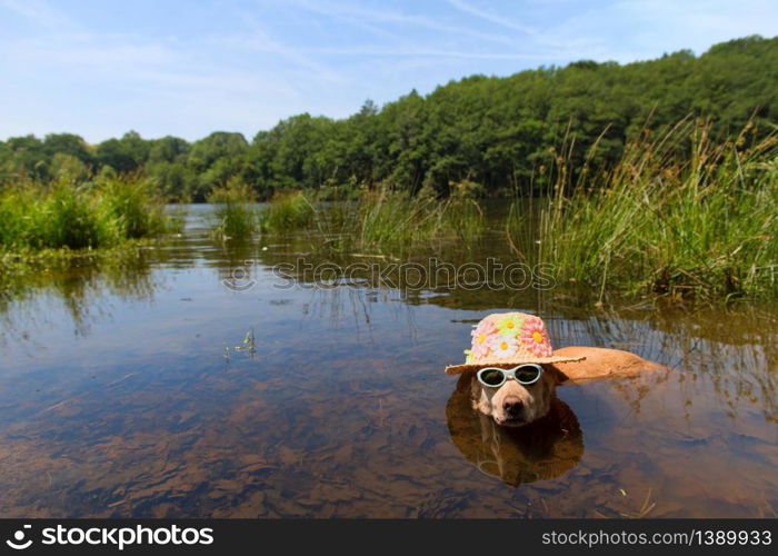 Funny dog with sunglasses and sun hat on vacation