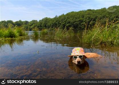 Funny dog with sunglasses and sun hat on vacation