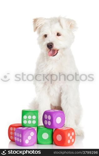 funny dog with toys isolated on white