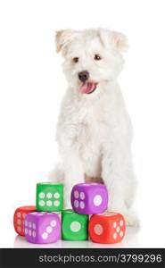 funny dog with toys isolated on white
