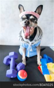 Funny dog   yawns as if screaming. Dog fitness. Fitness and healthy lifestyle for pet.  Dog trainer portrait in studio 