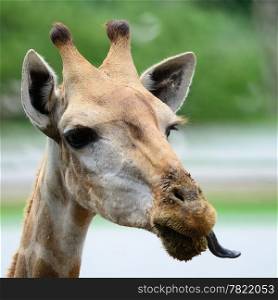 Funny face of Giraffe head