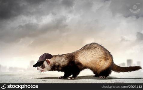 Funny ferret in hat