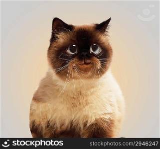 Funny fluffy cat against color background