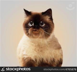 Funny fluffy cat against color background. Funny fluffy cat against color background. Collage