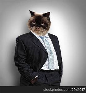 Funny fluffy cat in a business suit