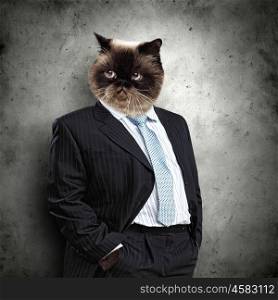Funny fluffy cat in a business suit. Funny fluffy cat in a business suit businessman. collage