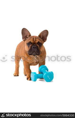 Funny French Bulldog puppy going on a diet, isolated over white