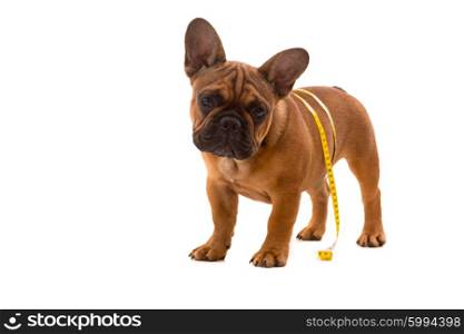 Funny French Bulldog puppy going on a diet, isolated over white