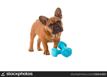 Funny French Bulldog puppy going on a diet, isolated over white