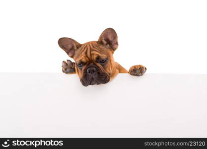 Funny French Bulldog puppy over a white banner, isolated